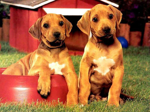 【Puppy Pairs Puzzle】ゲームをプレイする