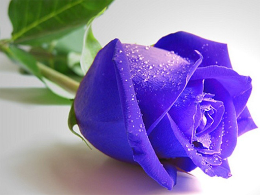 【Blue Roses Puzzle】ゲームをプレイする