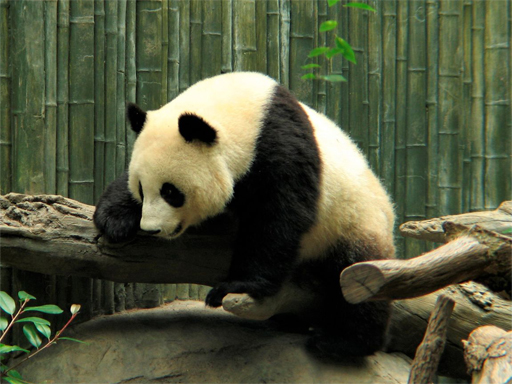 【Pandas Puzzle】ゲームをプレイする