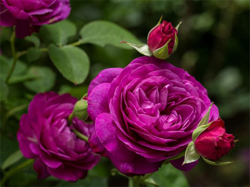 【Purple Roses Puzzle】ゲームをプレイする