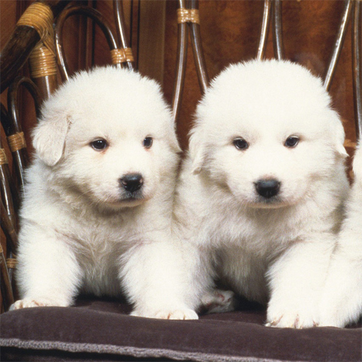 Play Lovely Puppy Slide