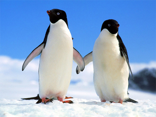 【Penguin Puzzle】ゲームをプレイする
