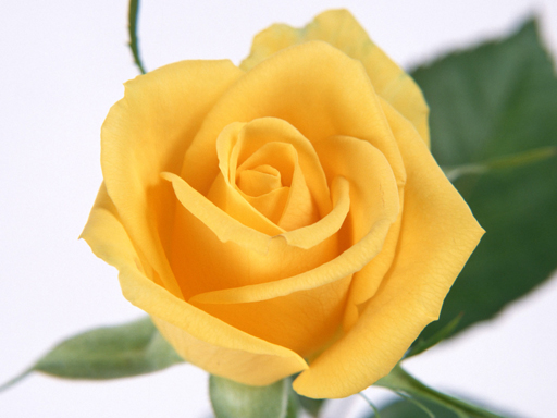 【Yellow Roses Puzzle】ゲームをプレイする