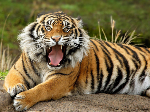 Play Animals Jigsaw Puzzle Tiger