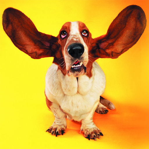 Play Funny Cats and Dogs Jigsaw Puzzle