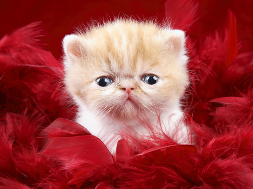 Play Funny Kitty Puzzle
