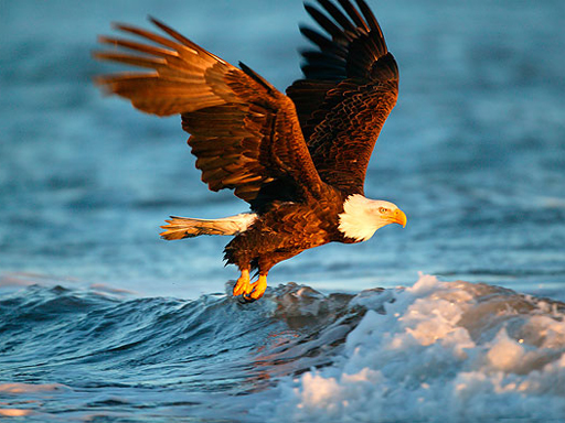Play Animals Jigsaw Puzzle Eagle