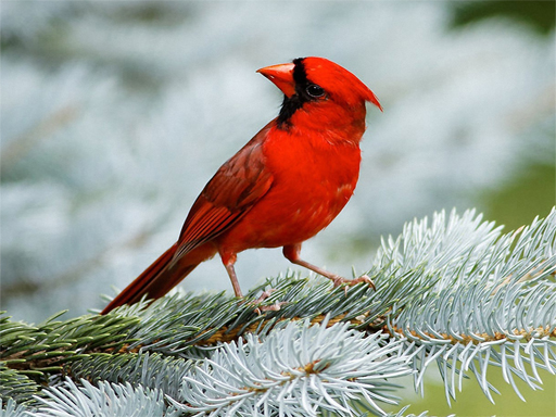 Play Birds Puzzle
