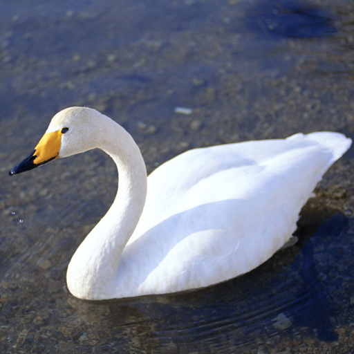 Play Graceful Swans Puzzle