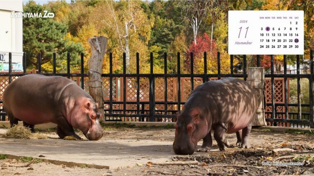 2024年11月の動物の壁紙カレンダー