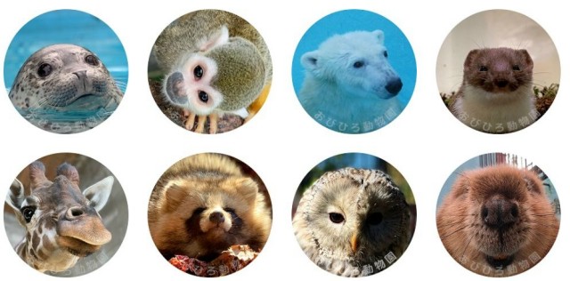 壁紙は、フクロウ、アザラシ、タカ、タヌキなどのアイコンが公開されています